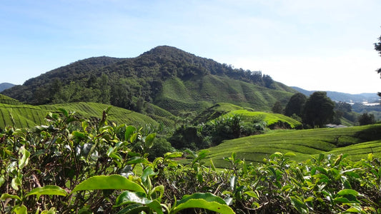 Top 4 Terroirs for Black Tea