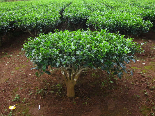Tea or Tisane? Why "Herbal tea" is not a thing.