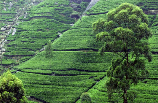 The Taste of Place: How Terroir Affects the Flavor of Tea