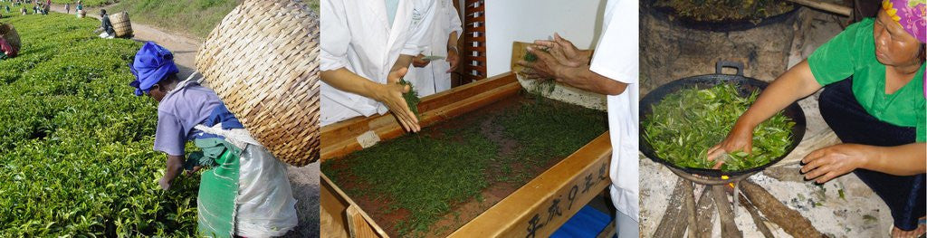 How is Tea Made? An Overview of the Stages of Tea Production β Tandem ...