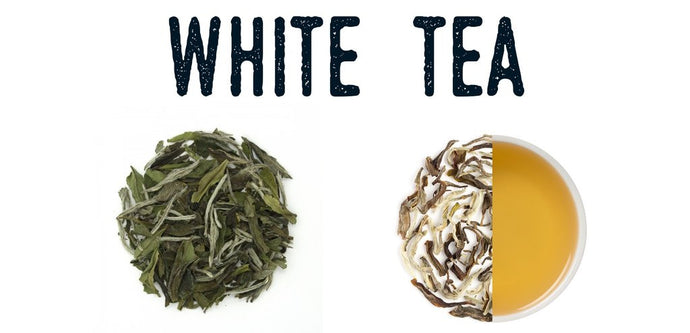 What is White Tea? Everything you need to know about this delicate, extremely refreshing tea.